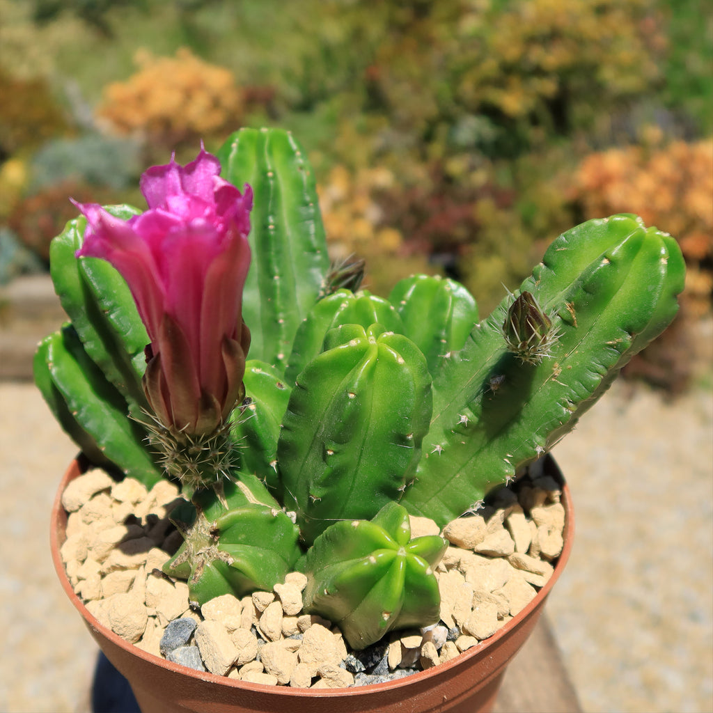 Echinocereus morricalii