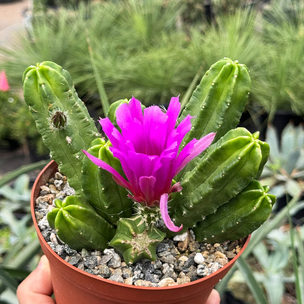 Echinocereus morricalii