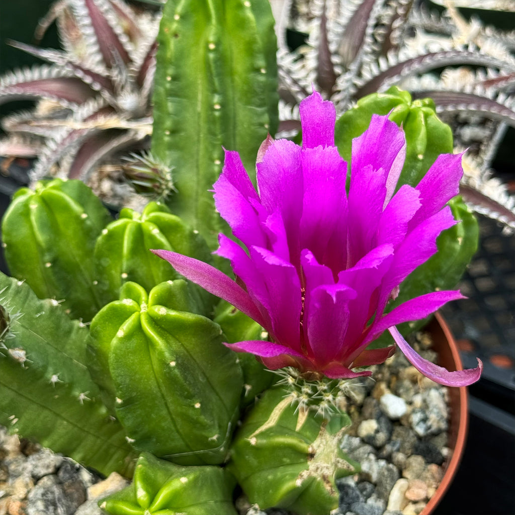 Echinocereus morricalii