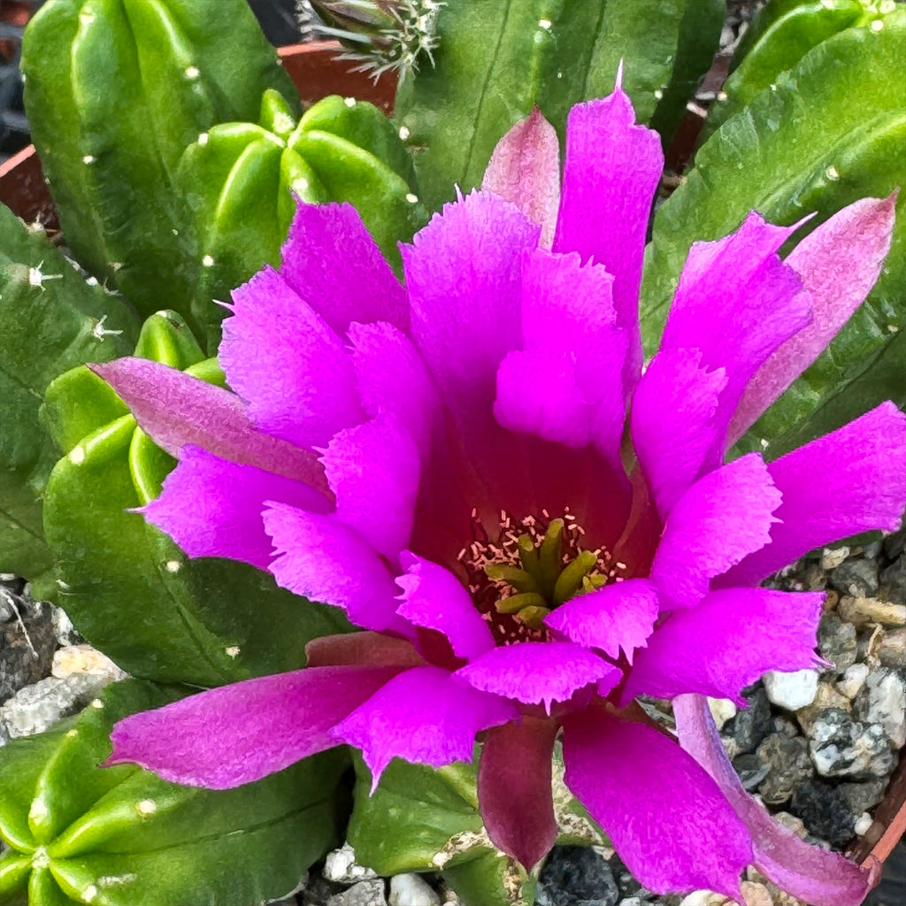 Echinocereus morricalii