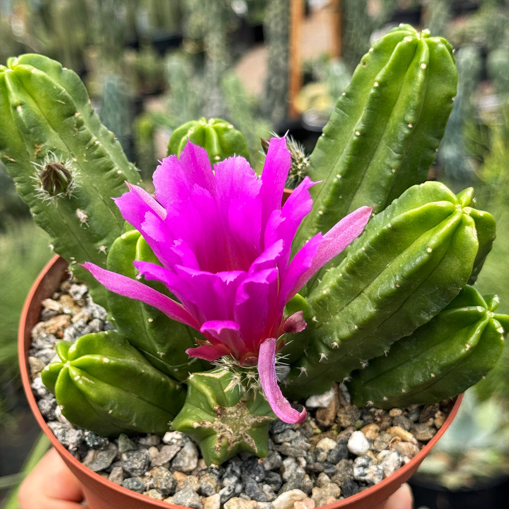 Echinocereus morricalii