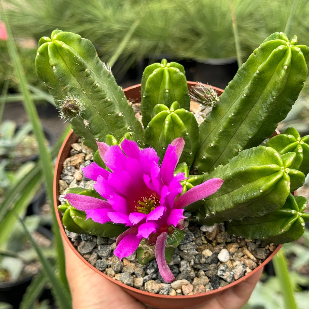 Echinocereus morricalii