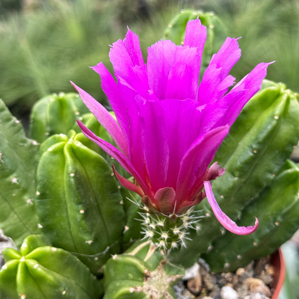 Echinocereus morricalii