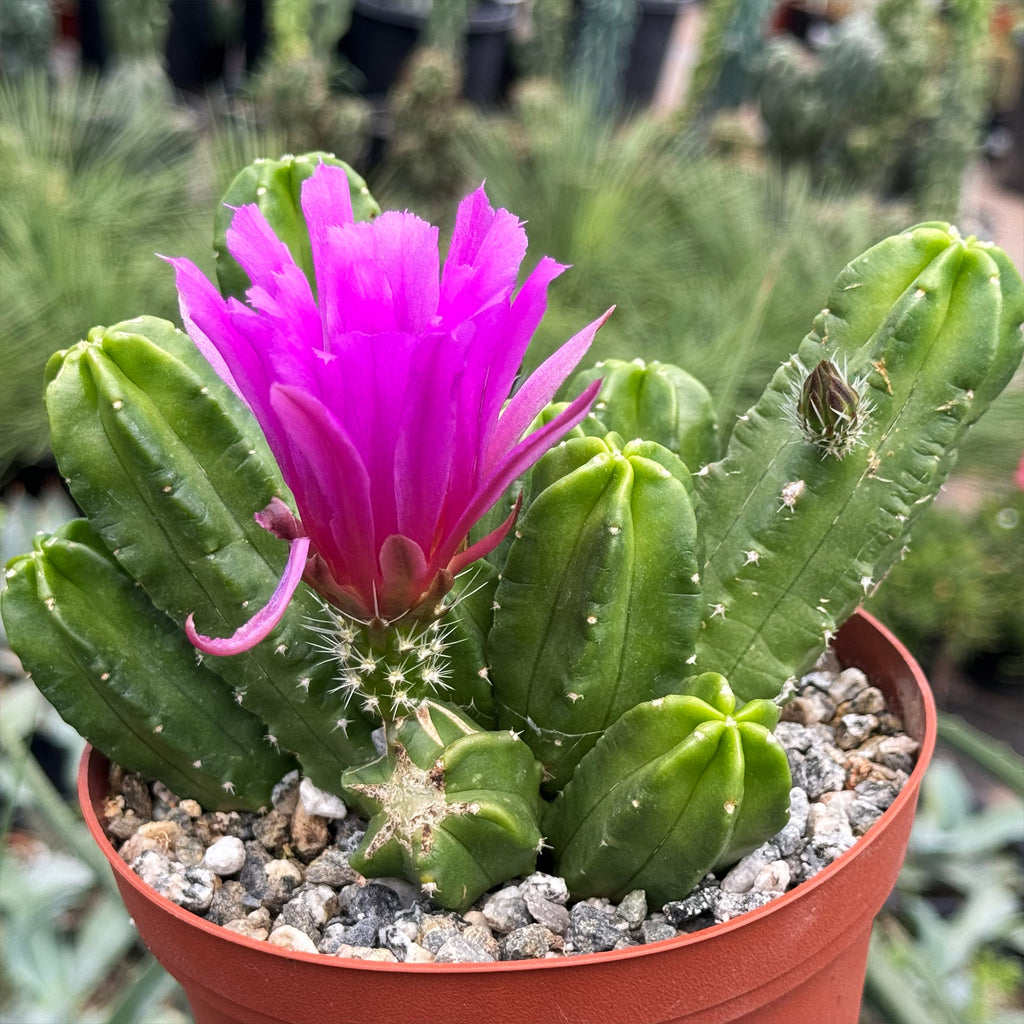 Echinocereus morricalii