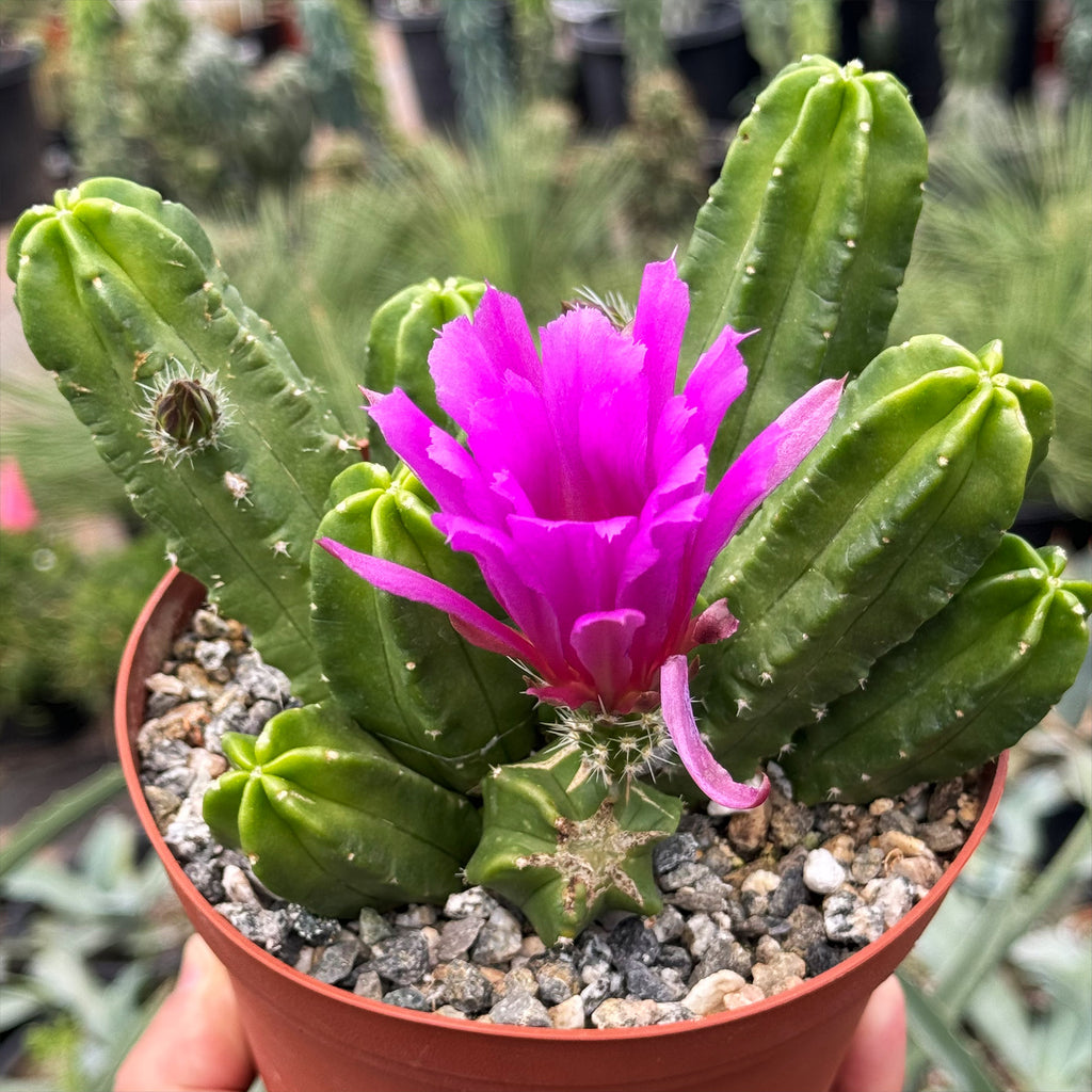 Echinocereus morricalii