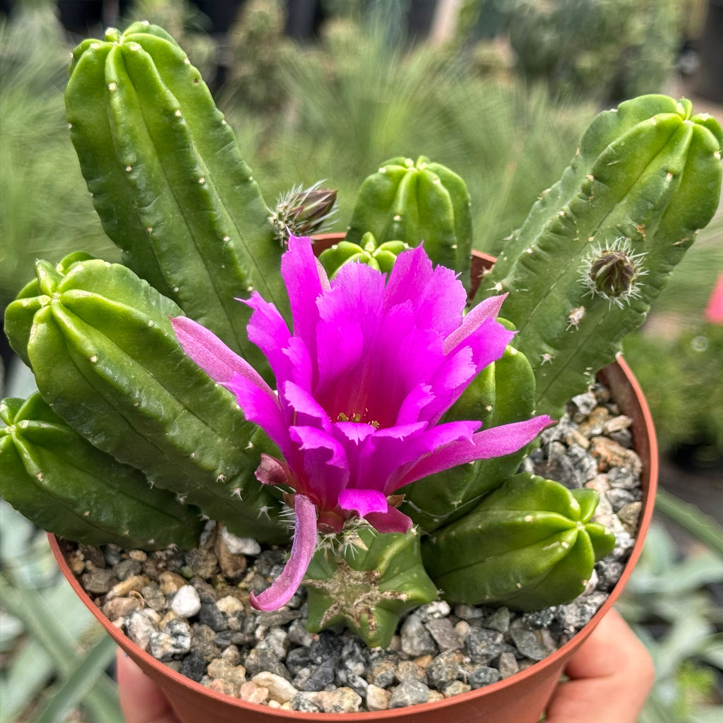 Echinocereus morricalii
