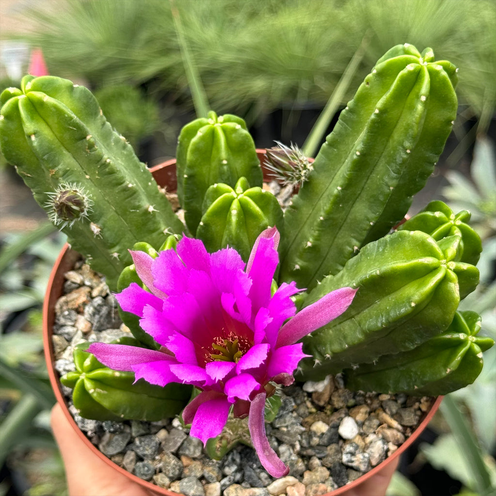Echinocereus morricalii