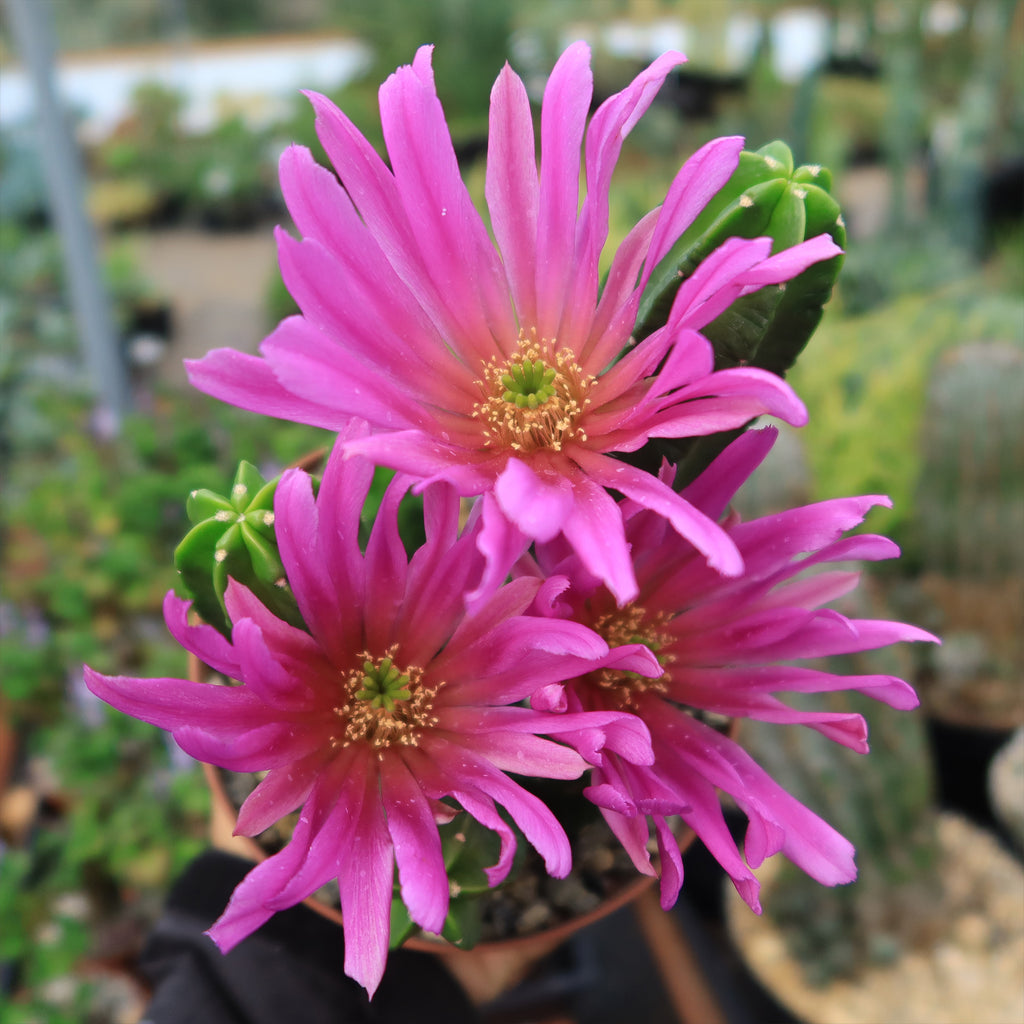 Echinocereus morricalii