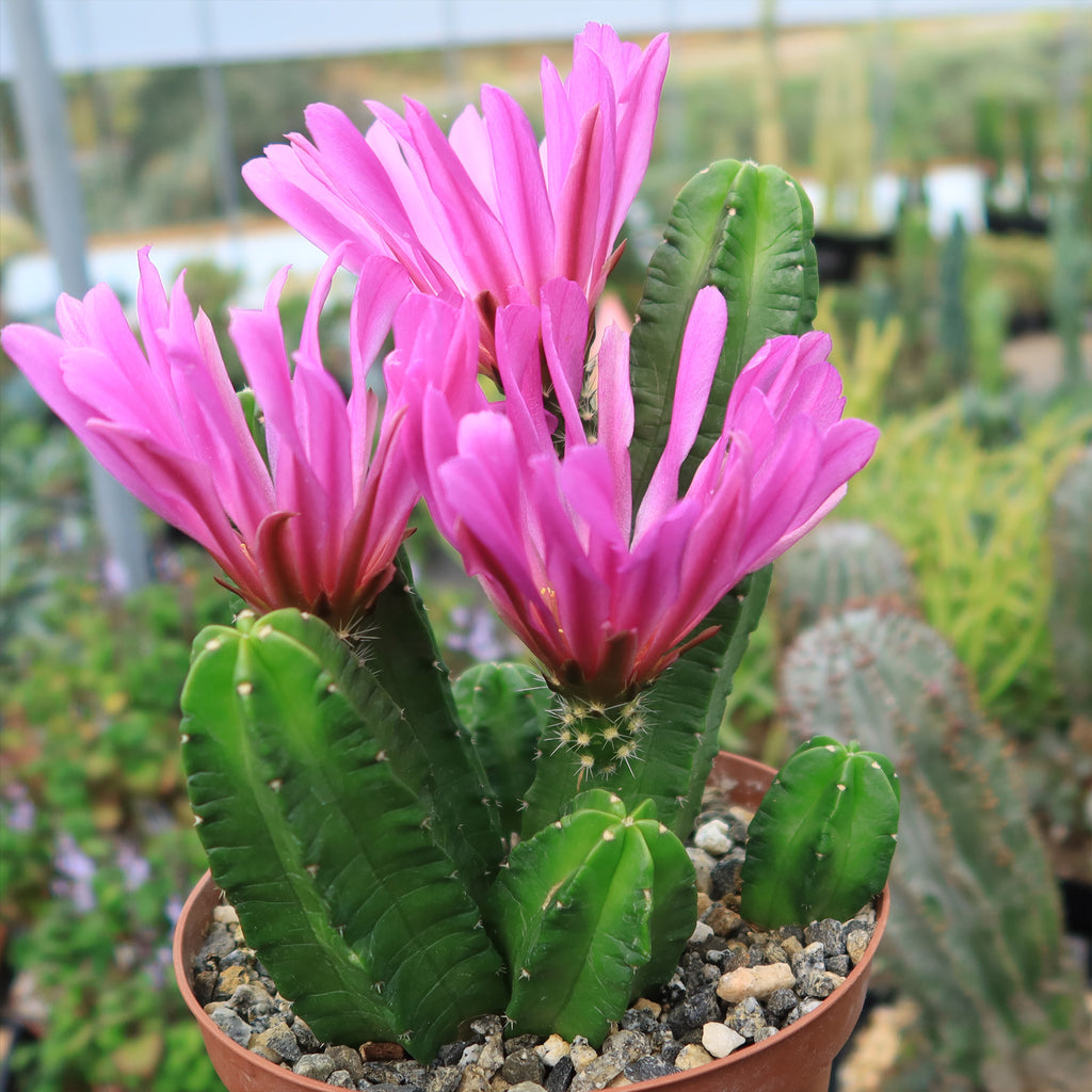 Echinocereus morricalii