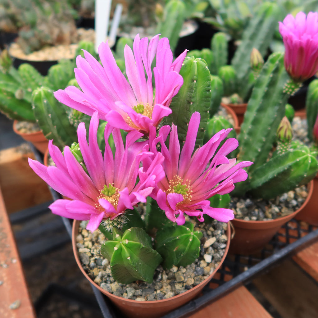 Echinocereus morricalii