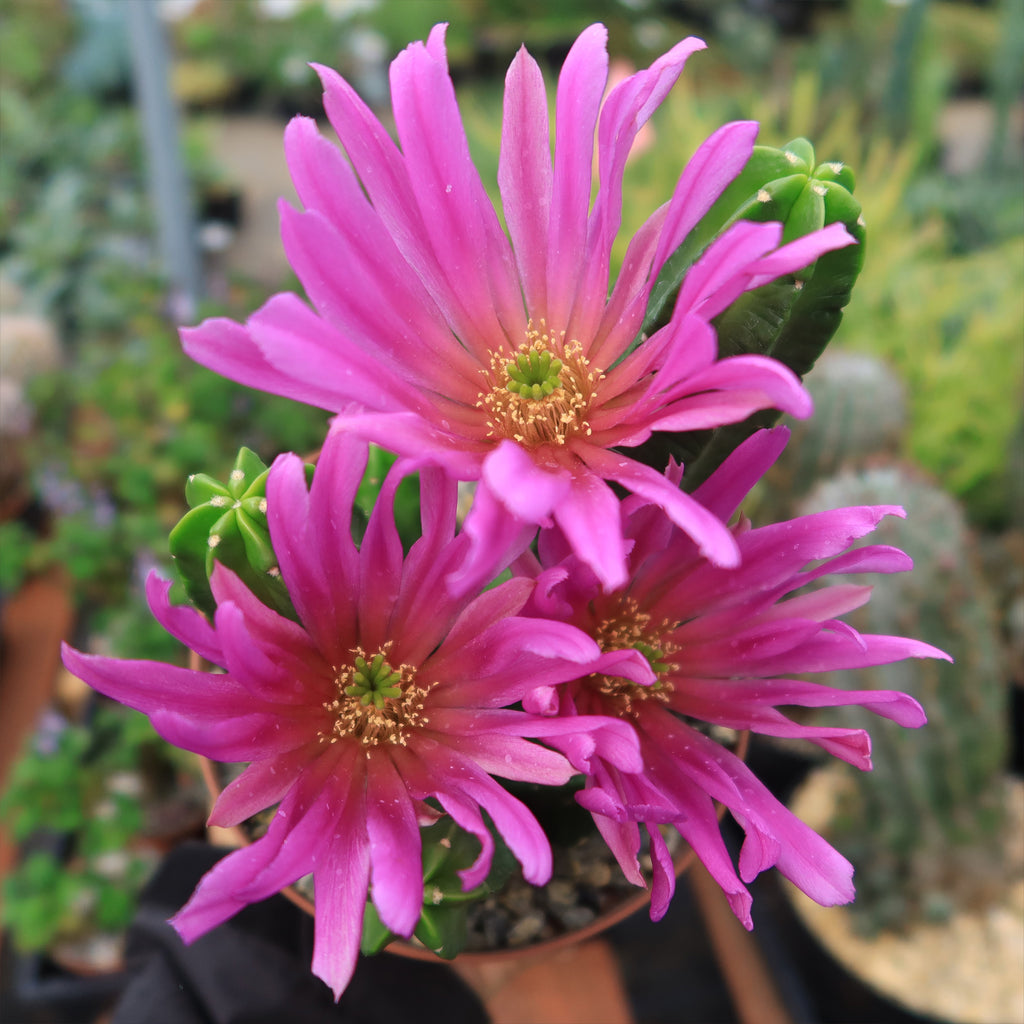 Echinocereus morricalii