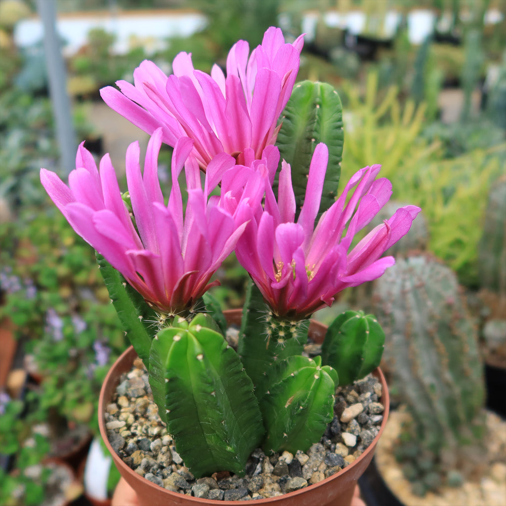 Echinocereus morricalii