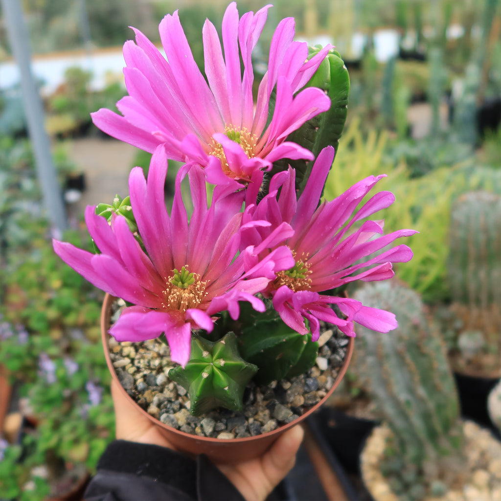 Echinocereus morricalii