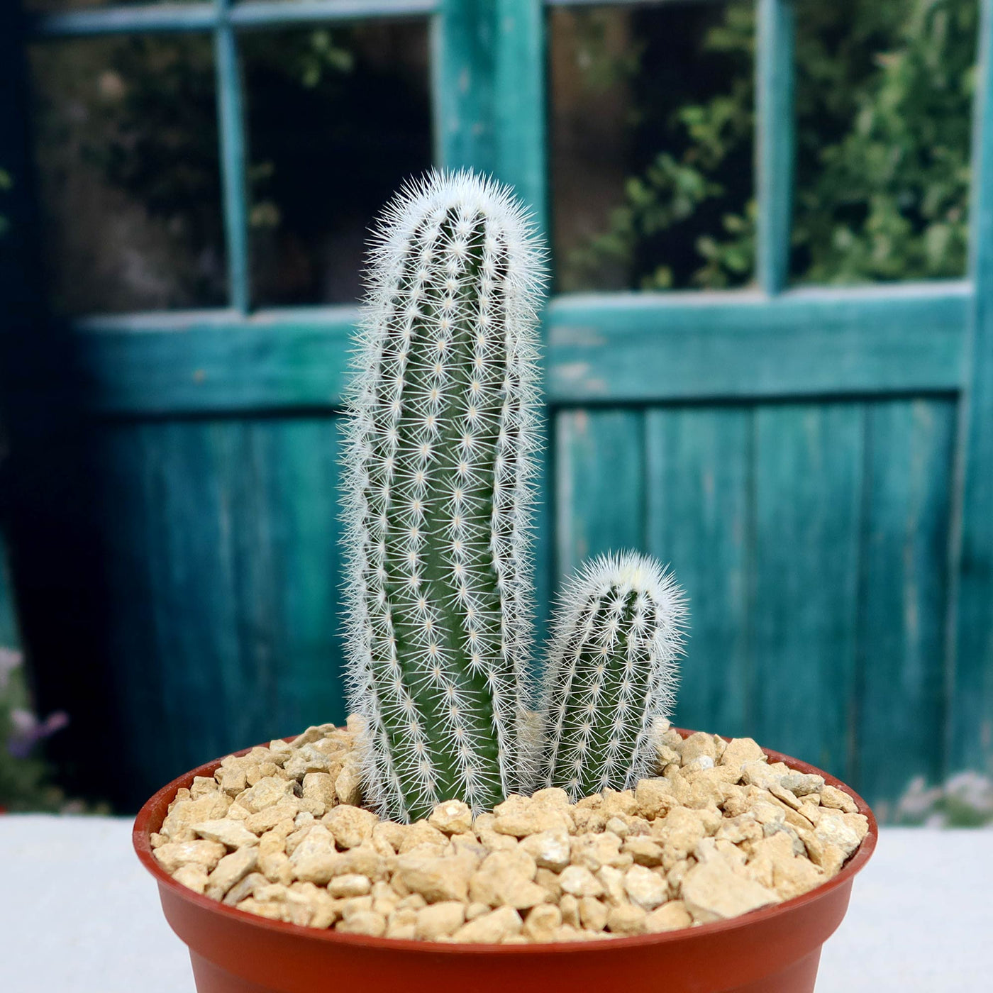 echinocereus arten Echinocereus reichenbachii albispinus – Planet Desert