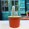 Echinocereus reichenbachii albispinus