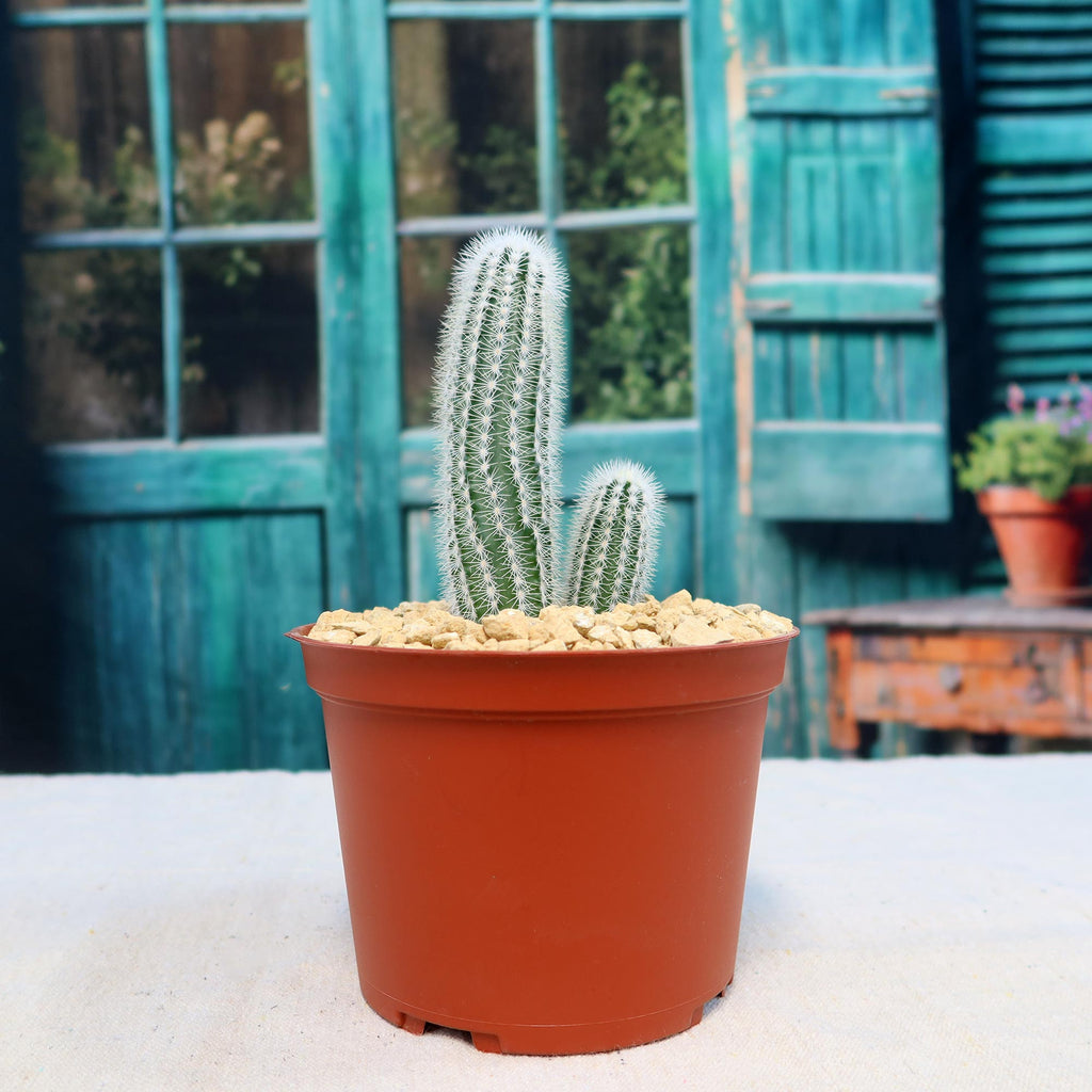 Echinocereus reichenbachii albispinus