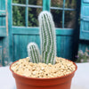 Echinocereus reichenbachii albispinus