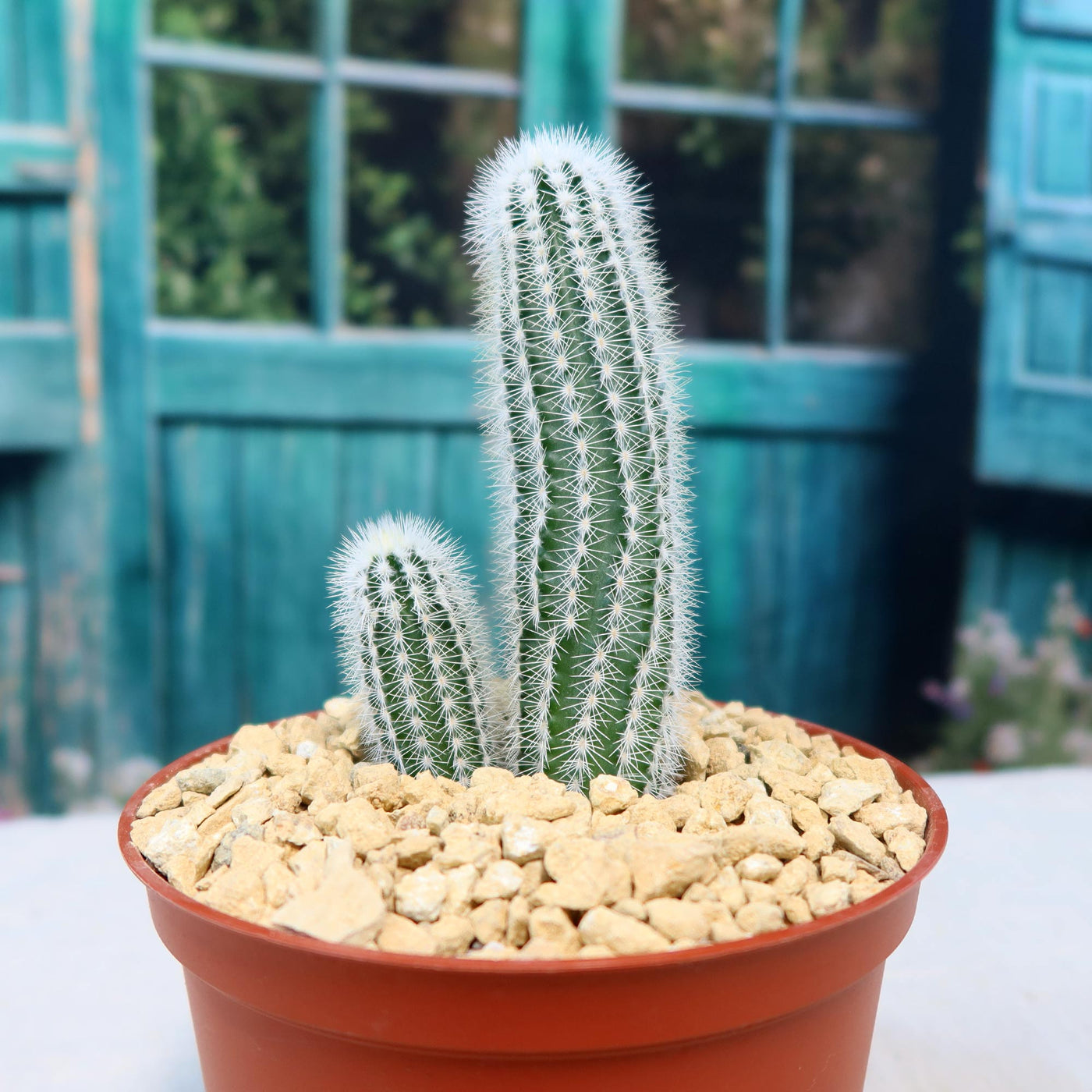 echinocereus kaufen Echinocereus reichenbachii albispinus