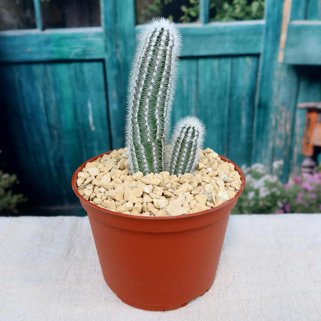 Echinocereus reichenbachii albispinus