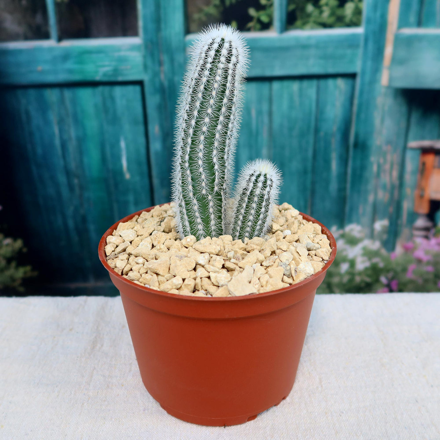 Echinocereus reichenbachii albispinus – Planet Desert