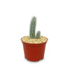 Echinocereus reichenbachii albispinus