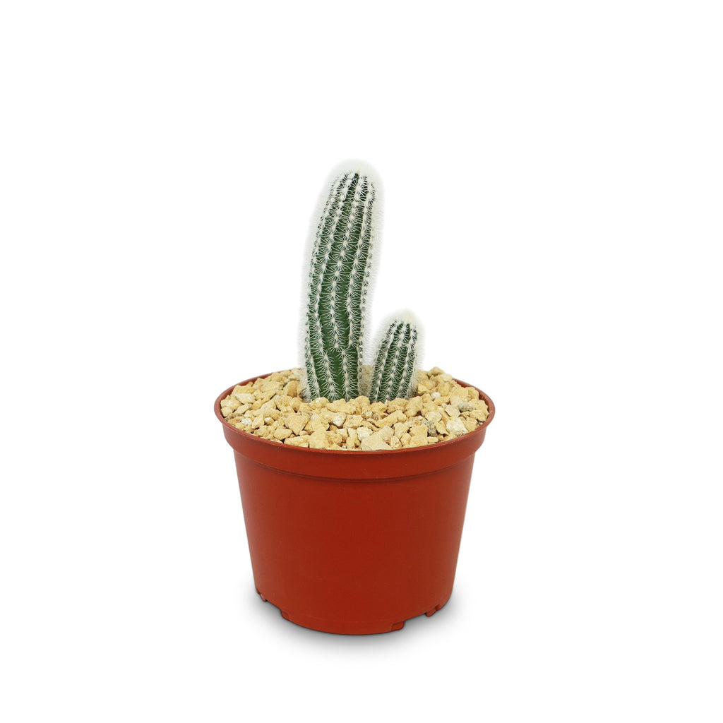 Echinocereus reichenbachii albispinus