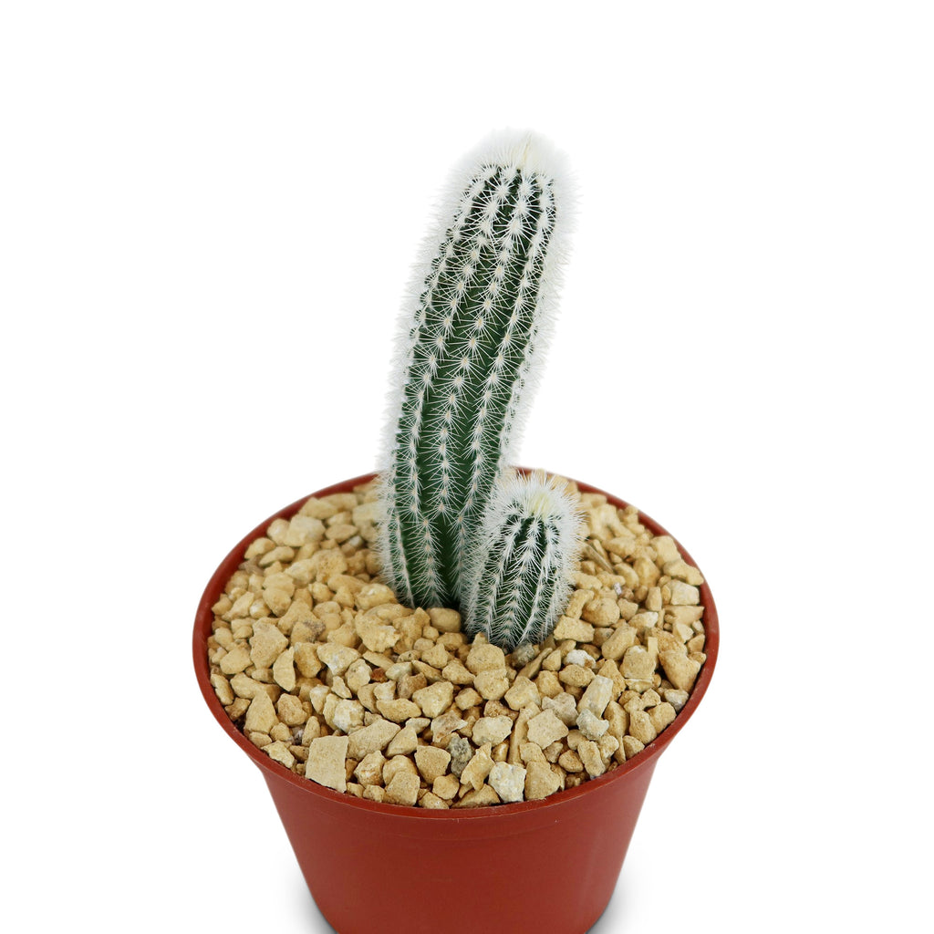 Echinocereus reichenbachii albispinus