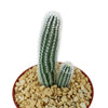 Echinocereus reichenbachii albispinus