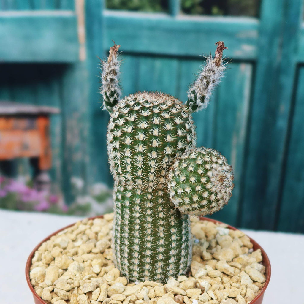 Echinocereus reichenbachii v. minor