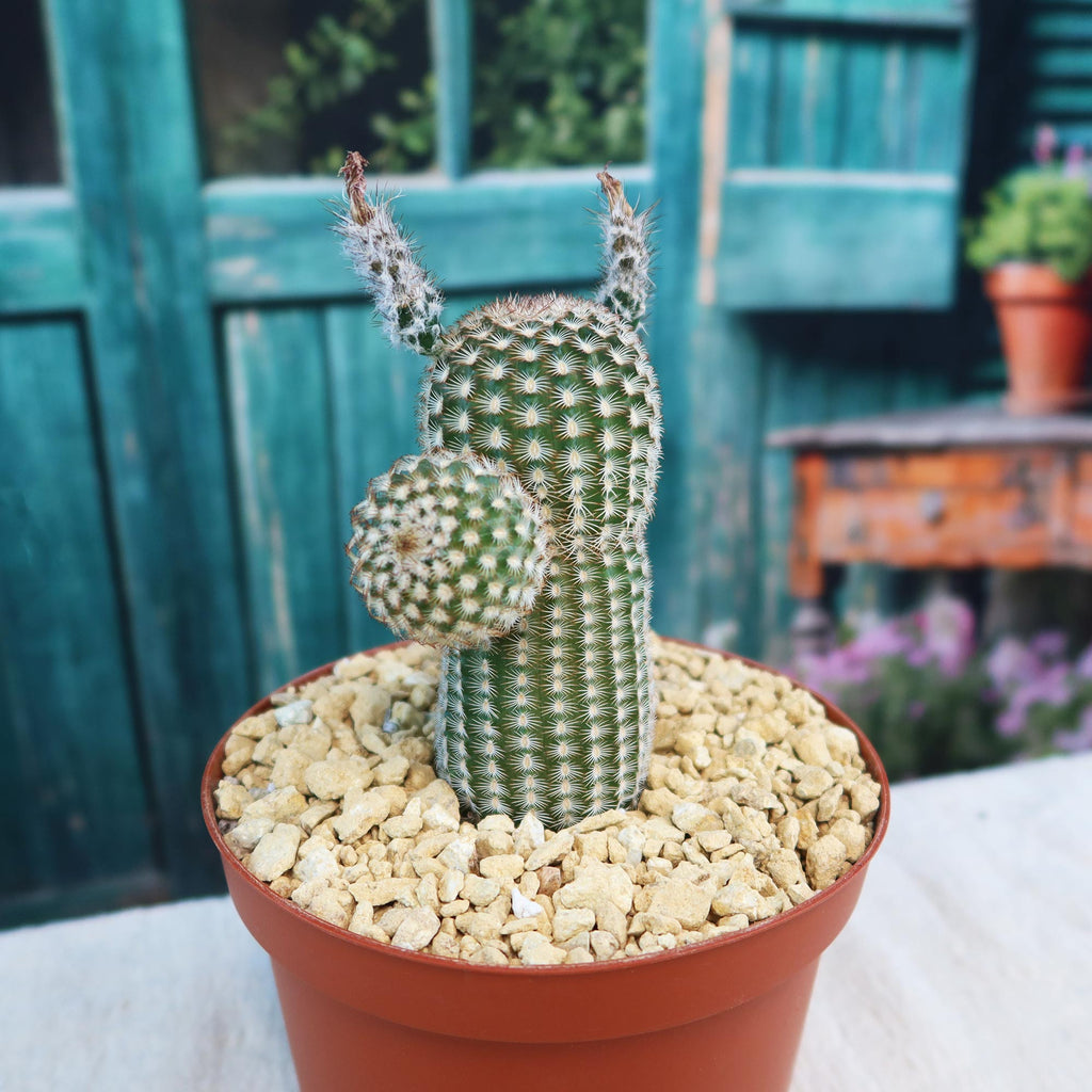 Echinocereus reichenbachii v. minor