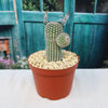 Echinocereus reichenbachii v. minor