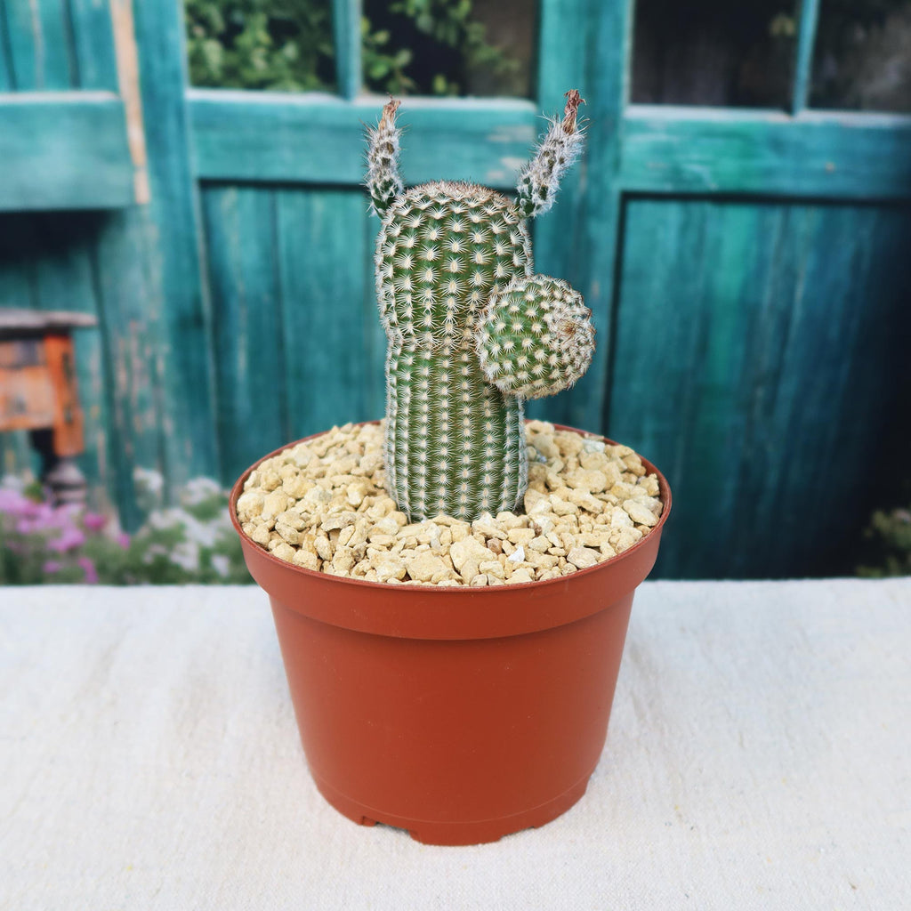 Echinocereus reichenbachii v. minor