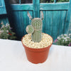 Echinocereus reichenbachii v. minor