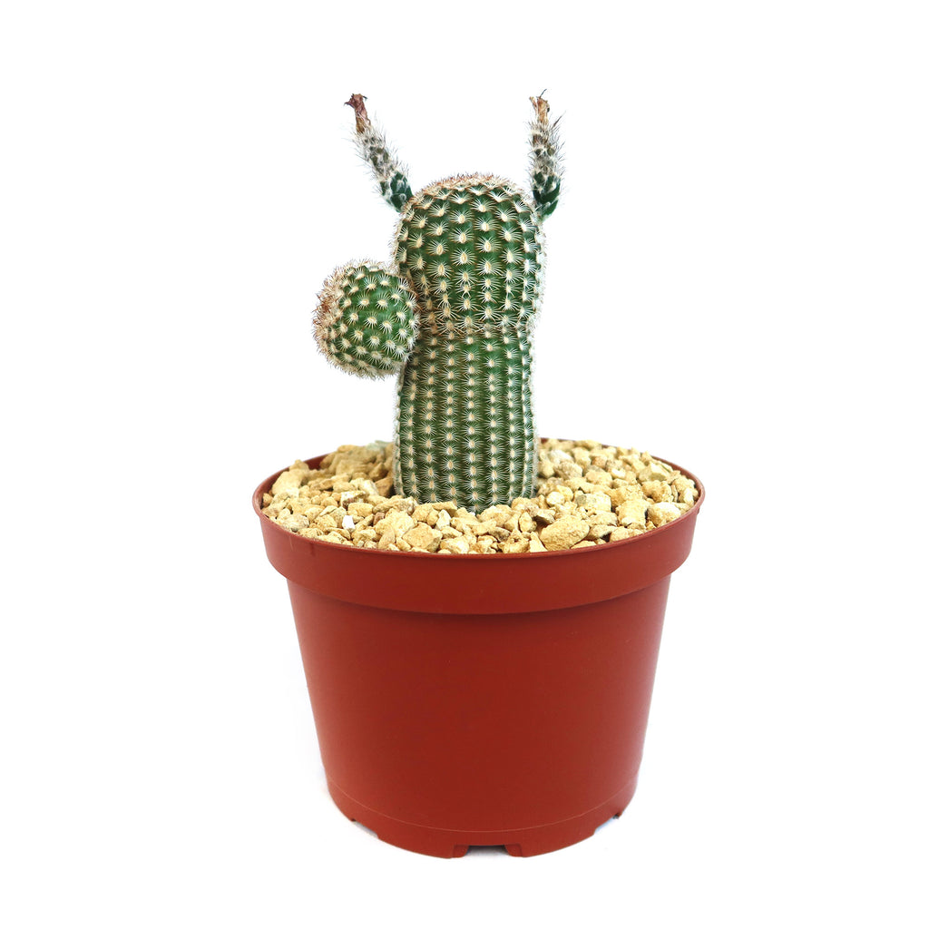 Echinocereus reichenbachii v. minor