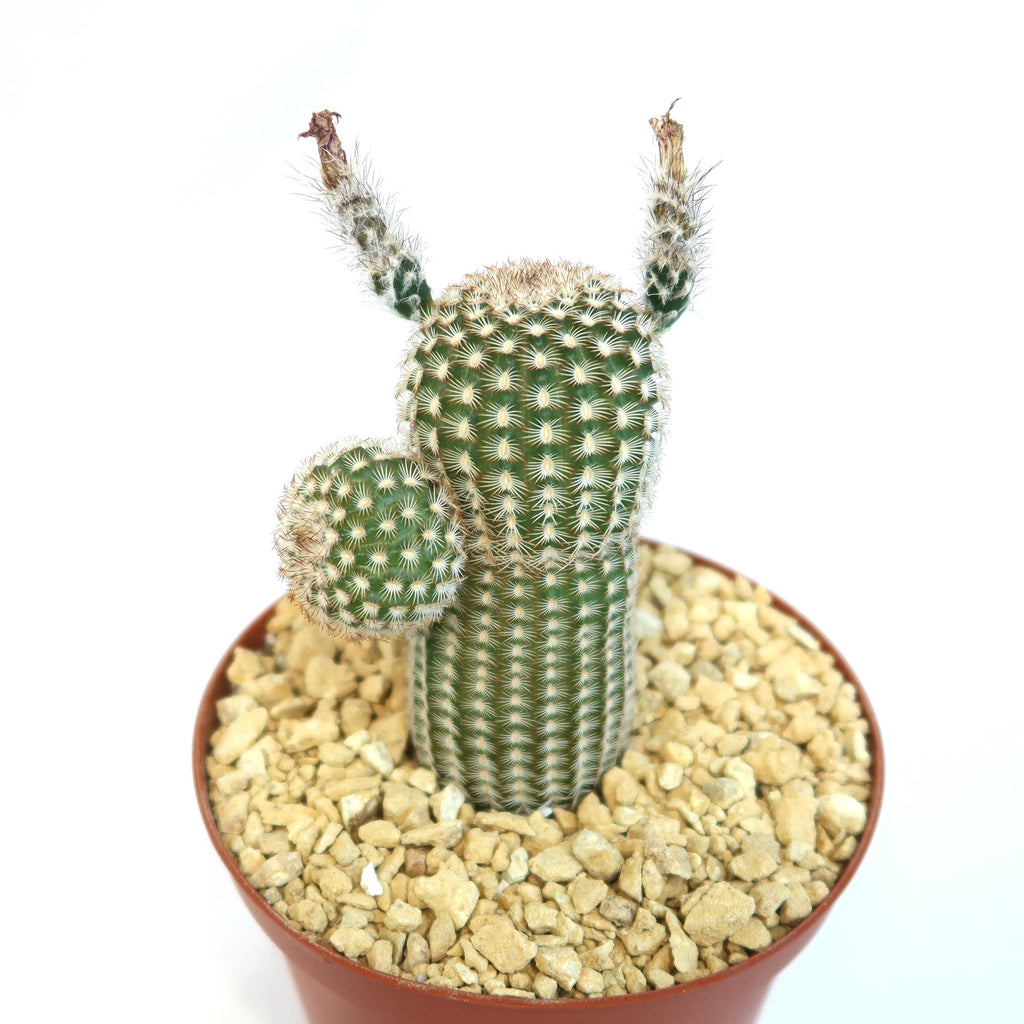 Echinocereus reichenbachii v. minor