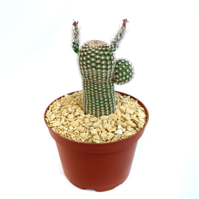 Echinocereus Reichenbachii Minor Plant