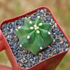 Echinocereus triglochidiatus inermis