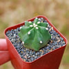 Echinocereus triglochidiatus inermis