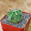 Echinocereus triglochidiatus inermis