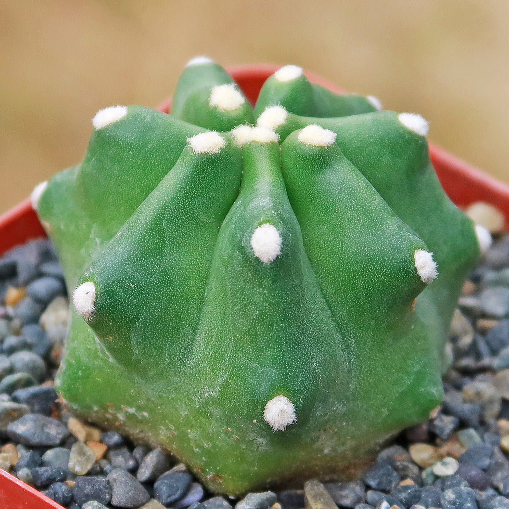 Echinocereus triglochidiatus inermis