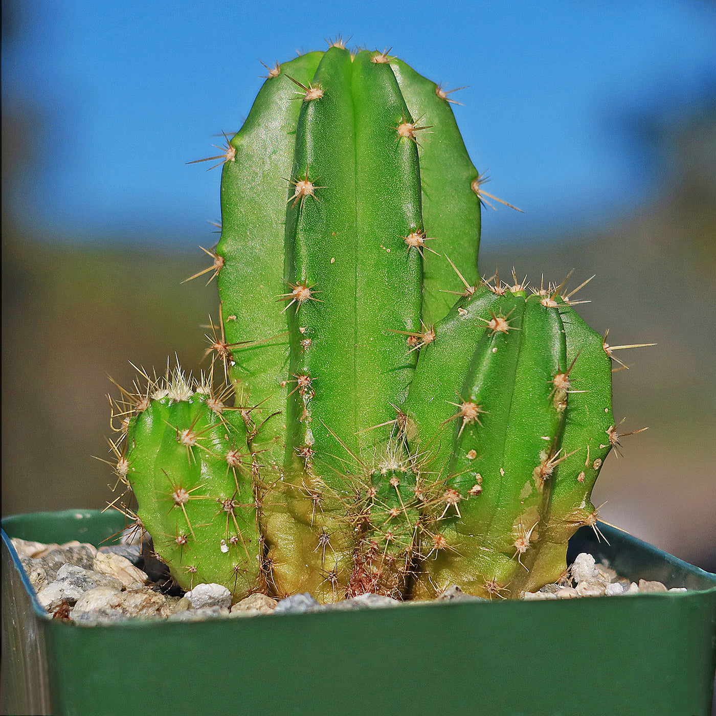 Purple Hedgehog Cactus - Echinocereus viereckii - 2