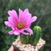 Purple Hedgehog Cactus - Echinocereus viereckii