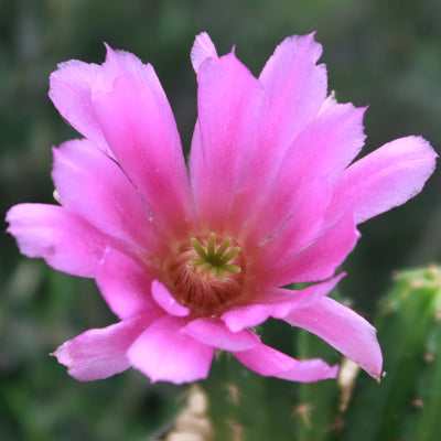 Purple Hedgehog Cactus - Echinocereus viereckii