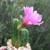 Purple Hedgehog Cactus - Echinocereus viereckii