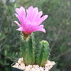 Purple Hedgehog Cactus - Echinocereus viereckii