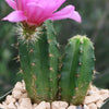 Purple Hedgehog Cactus - Echinocereus viereckii