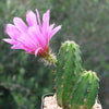 Purple Hedgehog Cactus - Echinocereus viereckii