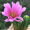 Purple Hedgehog Cactus - Echinocereus viereckii