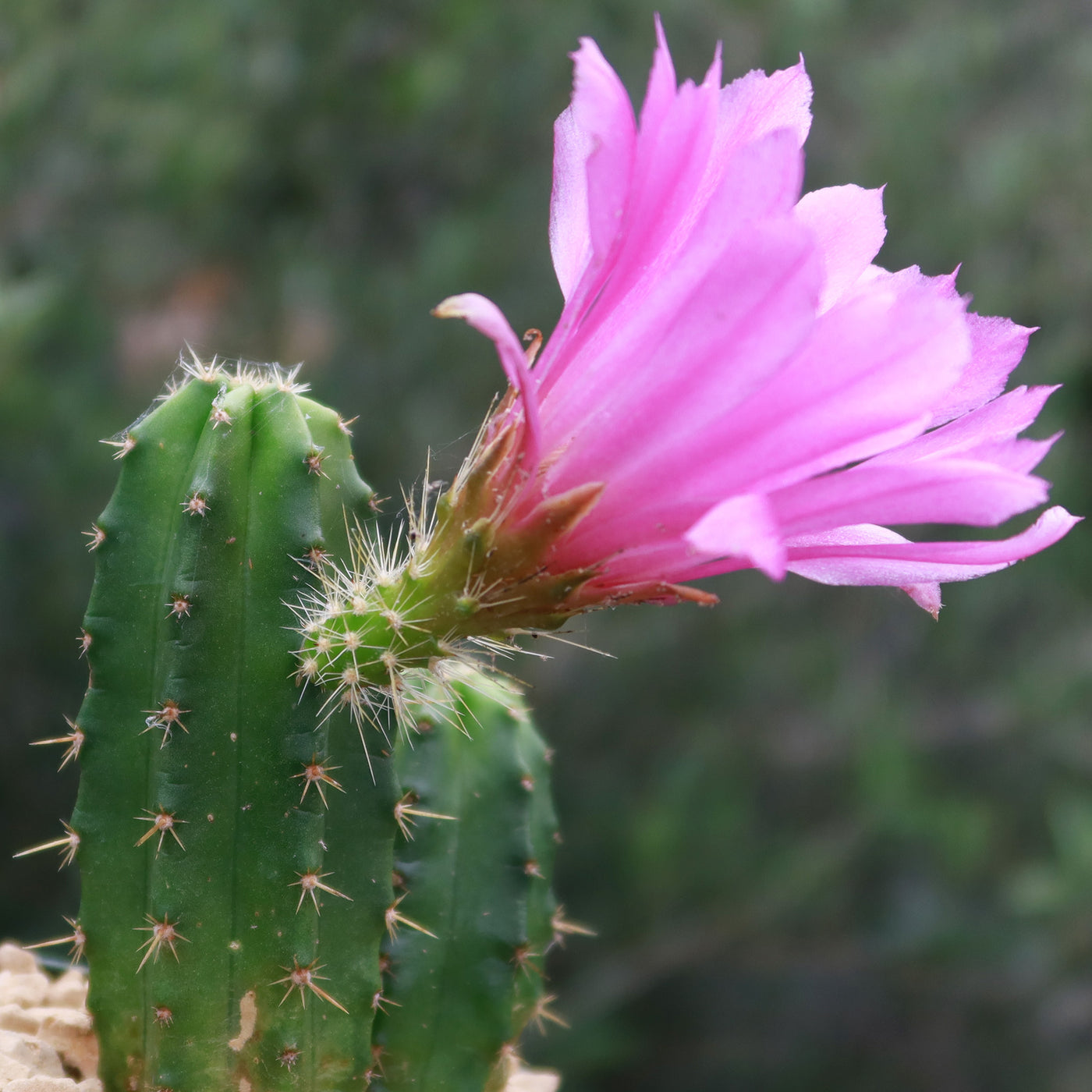 Purple Hedgehog Cactus - Echinocereus viereckii