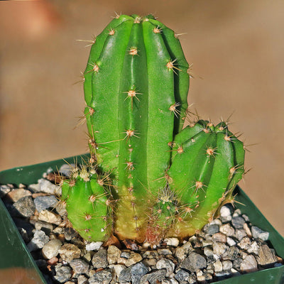 Purple Hedgehog Cactus - Echinocereus viereckii -1